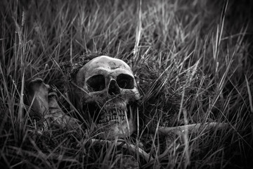 still life, Black and white, human skulls and bones digged on dry grass in the field which has dim...