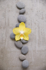 Orchid and stones close up.