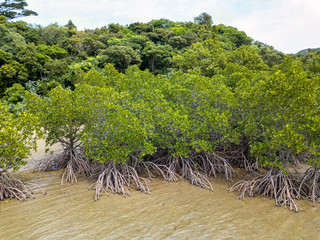 Mangrove.Shooting location is Iriomote Island, Okinawa Prefecture, Japan.