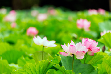 Obraz premium Lotus Flower.The back is the lotus leaf and bud of the lotus and trees.Shooting location is Yokohama, Kanagawa Prefecture Japan.