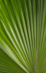 Palma photo. Palm leaf photo. A palm leaf is a texture. Palm backdrop. photo Palm leaf texture