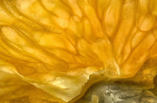 Closeup macrophotograph of a thin slice of an orange fruit (Citrus sp.) showing the diverse and abstract cellular structure.