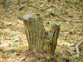 기둥이 잘린 채 남은 나무 밑둥
