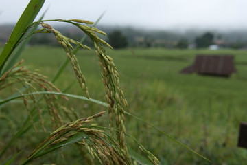 Fototapeta na wymiar Green rice field texture background