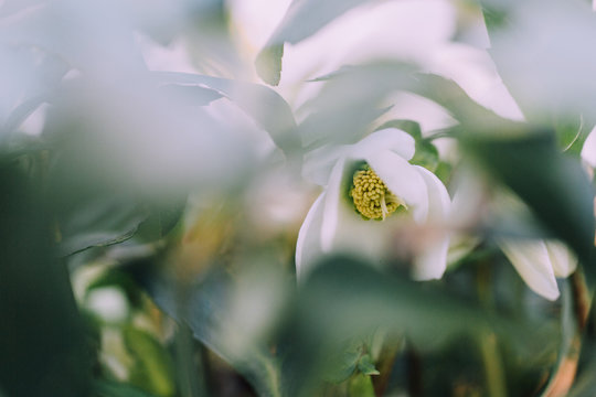 Lenten rose (Helleborus) flower behind lush foliage