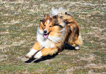 My Sheltie Bo is playing in the yard.