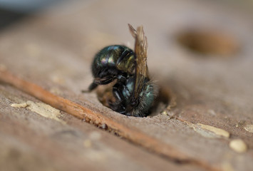 female Blue Mason Bee (Osmia lignaria) building her mud nest