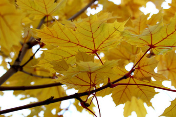 autumn maple yellow leaves