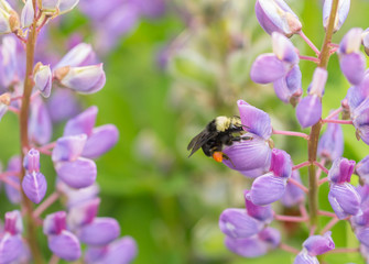 Wild Bumblebee (Bombus) feeding on a purple lupine flower (Lupinus) - Powered by Adobe