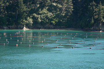 Mussel farm in Marlborough sounds
