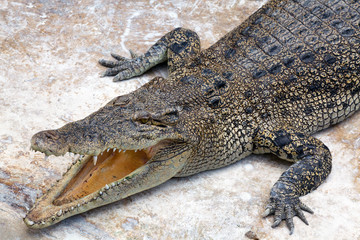 The crocodile is opening its mouth.