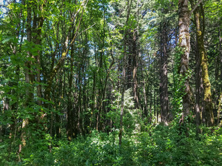 Summer Forest