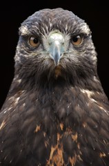 A Golden Eagle (Aquila chrysaetos), a bird of prey from North America.