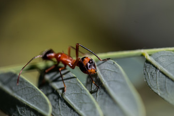 Red and Black Ant on Leaves