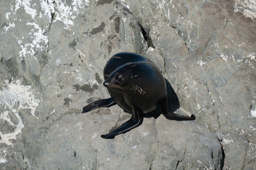 Ohau Point New Zealand Fur Seal 9