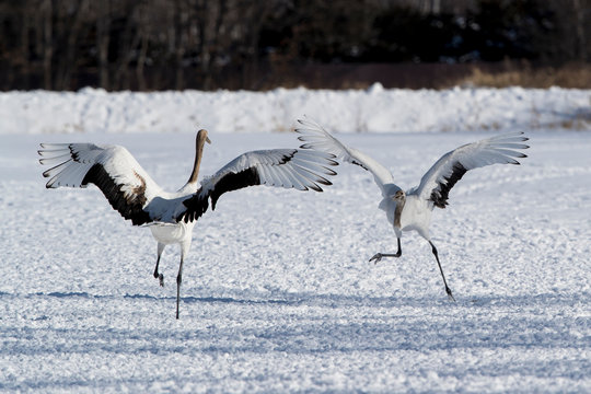 Red-crowned cranes fighting