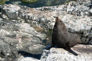 Ohau Point New Zealand Fur Seal 24