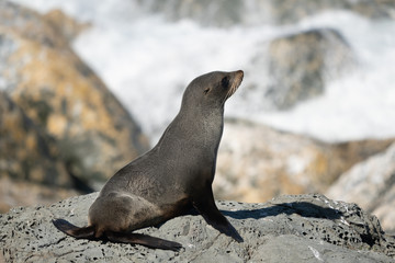 Ohau Point New Zealand Fur Seal in Kaikoura