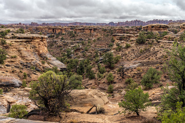 View of Elephant Canyon from the Confluence Trail. Needle District, Canyonlands National Park, Utah