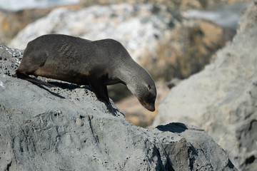 Ohau Point New Zealand Fur Seal 39