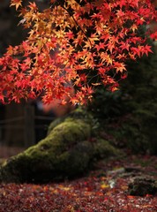 東福寺紅葉の大木