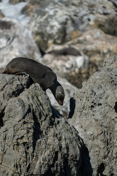 New Zealand fur seal pup climbing on rocks