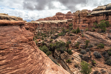 View of the spires in Chesler Park, Needle District, Canyonlands National Park, Utah