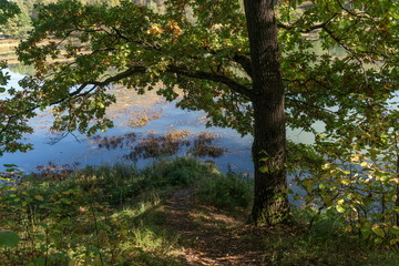 Fototapeta na wymiar Осень, дуб на берегу пруда.
