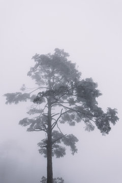 The Mount Emei after the heavy snow
