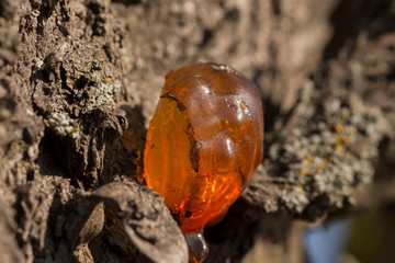 leuchtender Harz am Baumstamm