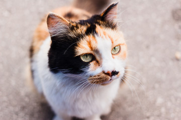 beautiful three-coloured cat with a black spot on her nose