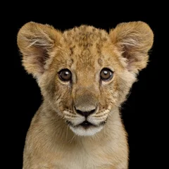 Gardinen Porträt von Lion Cub starrte in die Kamera auf schwarzem Hintergrund isoliert, Vorderansicht © seregraff