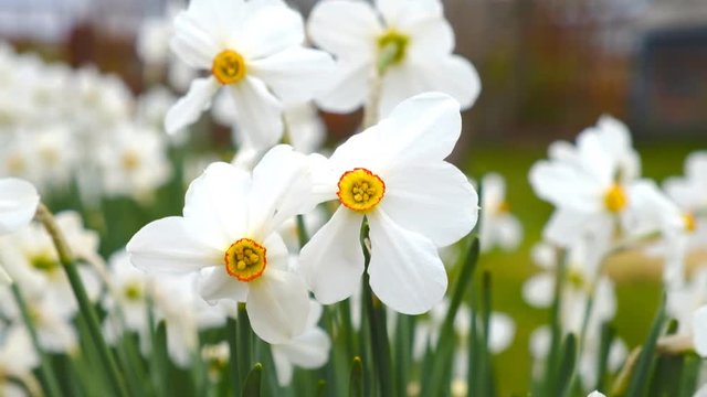 Daffodils bloomed in spring in the garden.