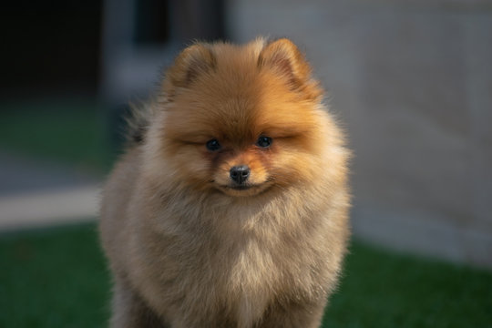 pomerania naranja