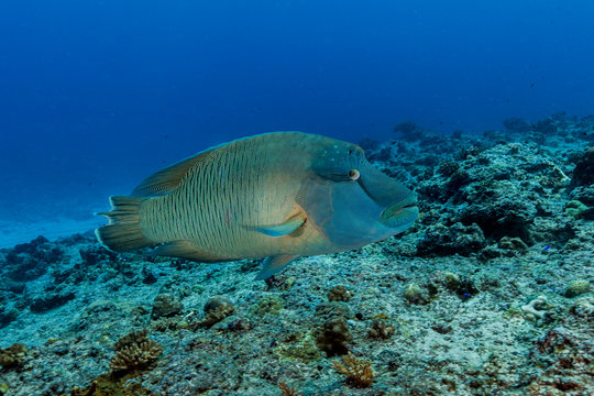 Humphead wrasse fish moving on the reef