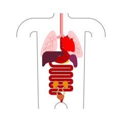 Human anatomy organs Internal. Systems of man body and organs. medical systems. vector illustration
