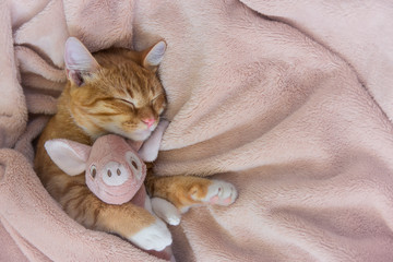 red cat lies resting paw with a pink pig piggy soft sleep