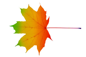 Maple leaf with colorful pattern isolated on white background. Closeup