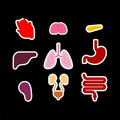 Human anatomy organs Internal set. Heart and brain. Liver and stomach. Esophagus and pancreas. Kidney and spleen. Lungs. Systems of man body and organs. medical systems