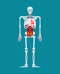 Human anatomy. Skeleton and Internal organs. Systems of man body and organs. medical systems. vector illustration