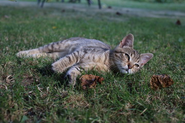 Naklejka na ściany i meble cute striped cat in the grass in the garden