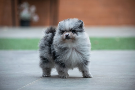 pomerania hembra azul mirlo