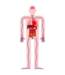 Human anatomy organs Internal. Systems of man body and organs. medical systems. vector illustration