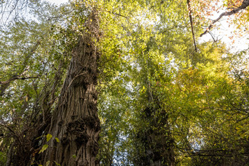 Fototapeta premium view of green foliage covered tree tops on a sunny day