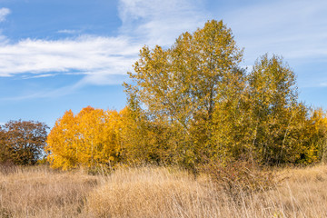 Fototapeta premium trees with yellow leaves on an open filed under blue sky on an autumn sunny day