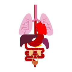 Human anatomy organs Internal. Systems of man body and organs. medical systems. vector illustration