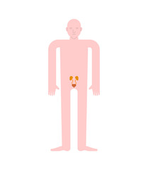 Kidney and Bladder Human anatomy. Gastrointestinal tract Internal organs. Systems of man body and organs. medical systems. vector illustration