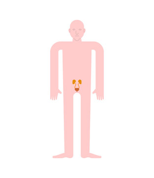 recommend clip art: Kidney and Bladder Human anatomy. Gastrointestinal tract Internal organs. Systems of man body and organs. medical systems. vector illustration