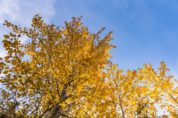 golden leaves on the trees under the blue sky