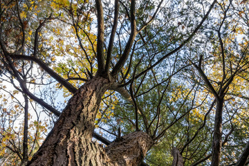 bottom view of tall trees with branches stretched out